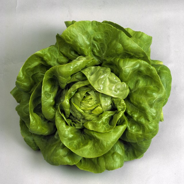 Boston Lettuce